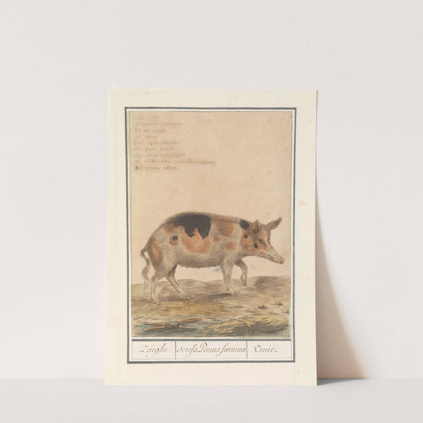 Varken (Sus scrofa domesticus) Zeughe. scrofa Porcus faemina. Truie (1596-1610) by Anselmus Boëtius de Boodt