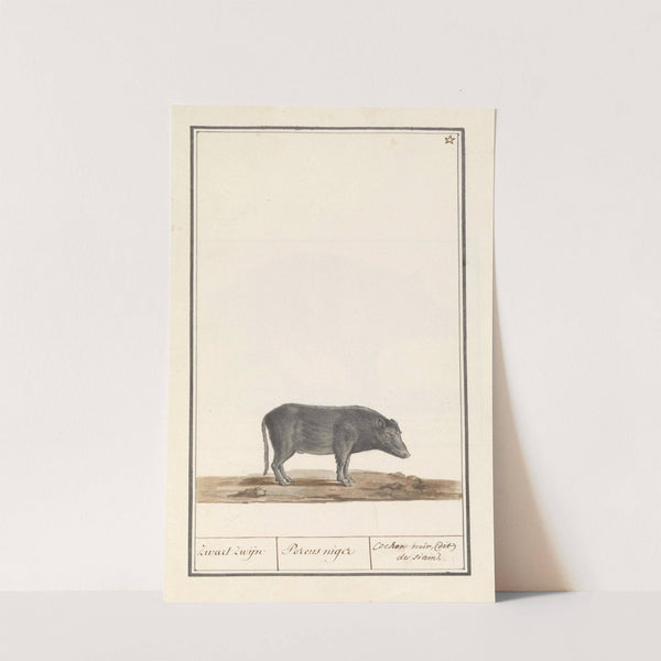 Varken (Sus scrofa domesticus) Zwart zwijn Porcus niger Cochon noir, (dit) de siam (1596-1610) by Anselmus Boëtius de Boodt