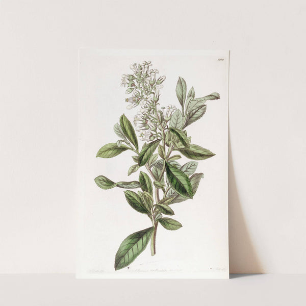 Varnished Escallonia by Sydenham Edwards