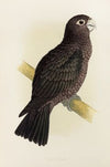 Vasa Parrot (1884-1887)