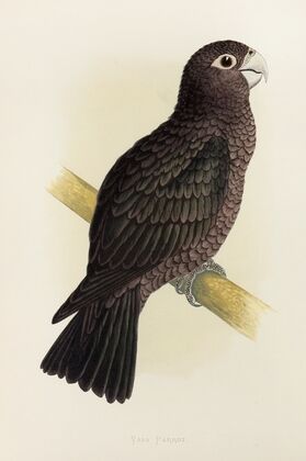 Vasa Parrot (1884-1887)