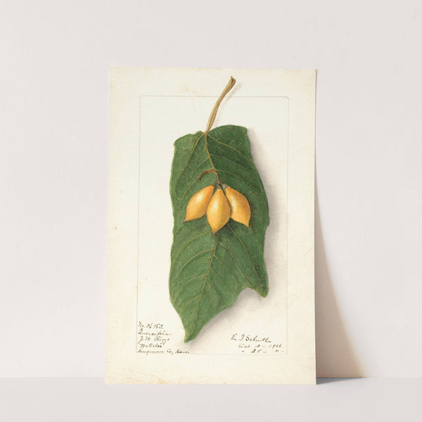 Vasconcellea quercifolia by Ellen Isham Schutt