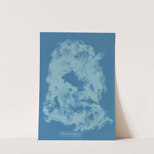 Vaucheria dichotoma by Anna Atkins