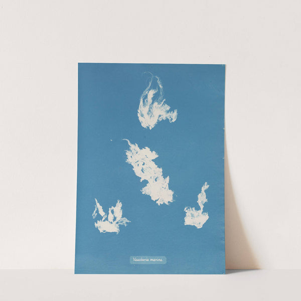 Vaucheria marina by Anna Atkins