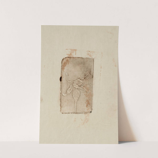 Végétal à identifier by Pierre Roche