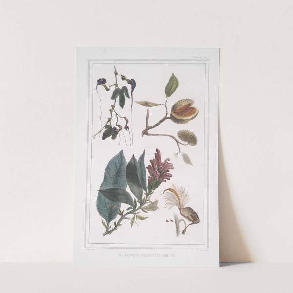 Végétation des forêts vierges by Jean Baptiste Debret