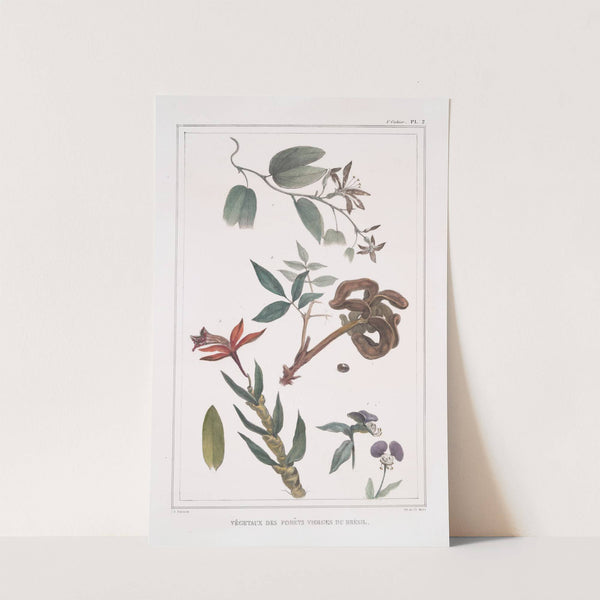 Végétaux des forêts vierges du Brésil by Jean Baptiste Debret