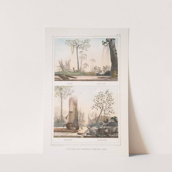 Végéteaux qui servent à faire des liens; Imbire (Cipò imbé), Cotonnier (Sapoucaÿa) by Jean Baptiste Debret