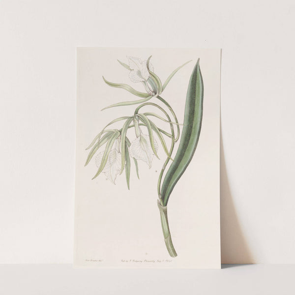 Vein-lipped Brasavola by Sydenham Edwards
