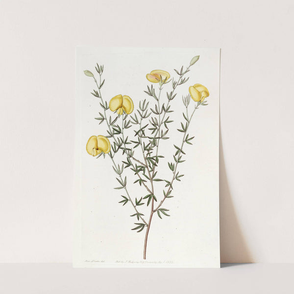 Veiny-leaved Gompholobium by Sydenham Edwards