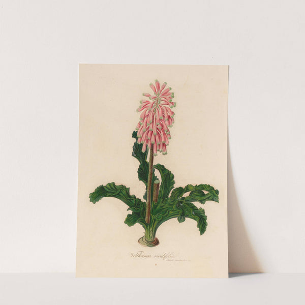 Veltheimia viridifolia (1818-1824) by Gaetano Savi