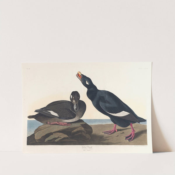 Velvet duck (1827–1838) by John James Audubon