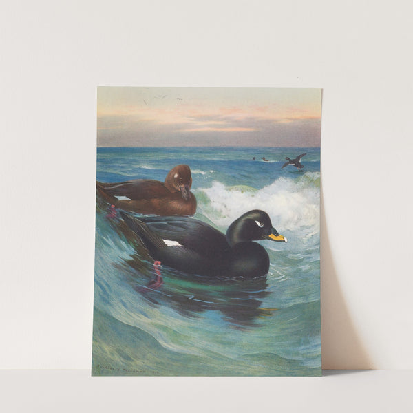 Velvet-Scoter (1913) by Archibald Thorburn