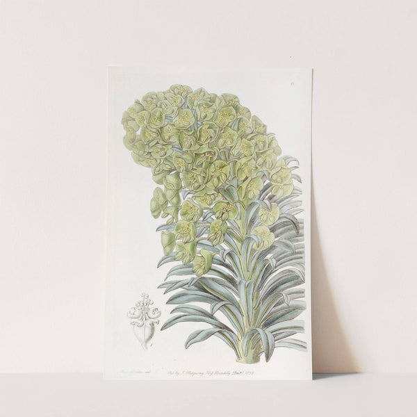 Venetian Euphorbia by Sydenham Edwards