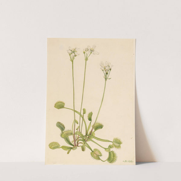 Venus Flytrap (Dionaea muscipula) (1918) by Mary Vaux Walcott