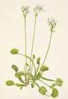 Cliffrose (Cowania stanshuriana) (1934)