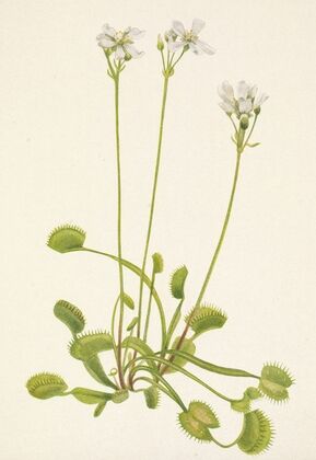 Cliffrose (Cowania stanshuriana) (1934)