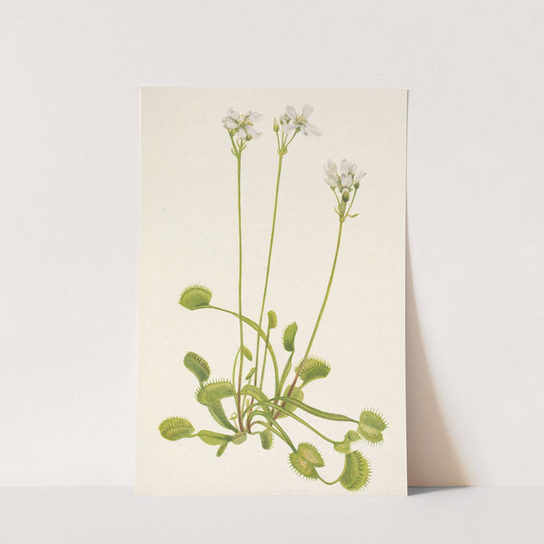 Venus Flytrap. Dionaea muscipula (1925) by Mary Vaux Walcott