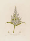 Veratrum album, or White Hellebore (1799–1810)