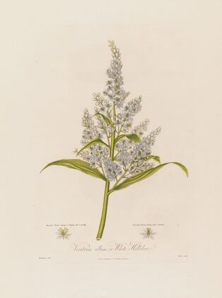 Veratrum album, or White Hellebore (1799–1810)