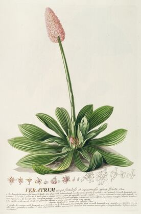 Veratrum