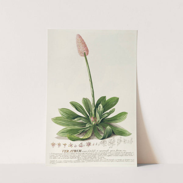 Veratrum by Georg Dionysius Ehret