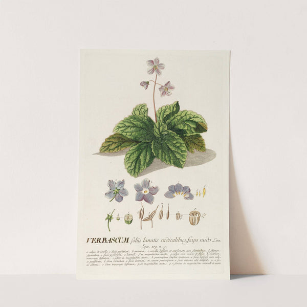 Verbascum by Georg Dionysius Ehret