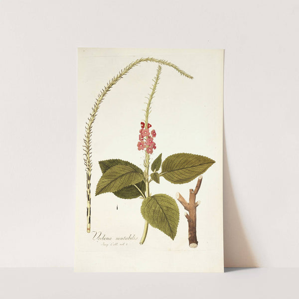 Verbena mutabilis by Nikolaus Joseph Freiherr von Jacquin