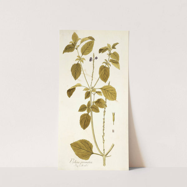 Verbena prismatica by Nikolaus Joseph Freiherr von Jacquin