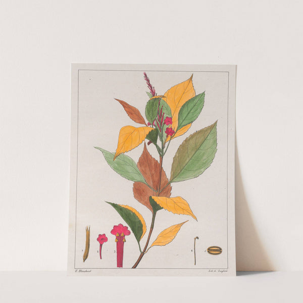 Verbena Pseudogervao (1824-1828) by Auguste de Saint-Hilaire