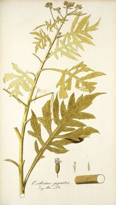 Verbesina gigantea