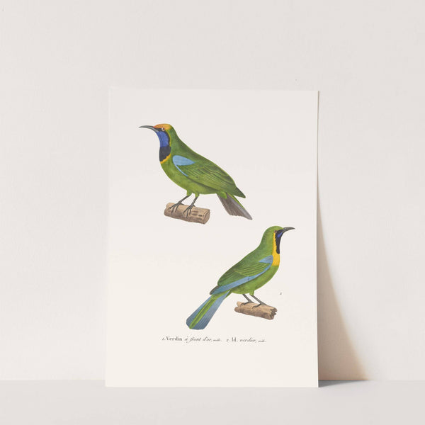 Verdin A Front D'or by Coenraad Jacob Temminck