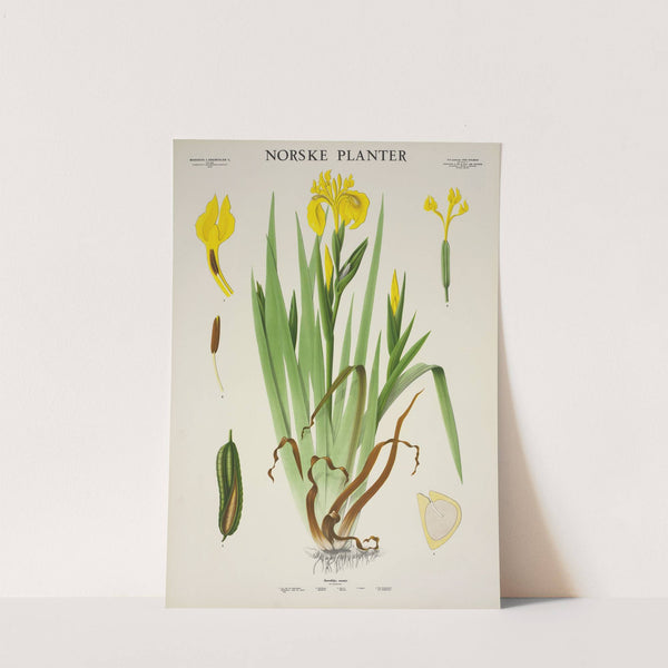 Verdlilje, mækje (1930) by Parmanns Læremiddel-anstalt