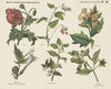 Vergiftige planten. (1875-1919)
