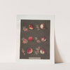 Vermash, Violette Hative, Red Roman, North scarlet, Ell rouge and the Peterborough nectarines. (1812) by George Brookshaw