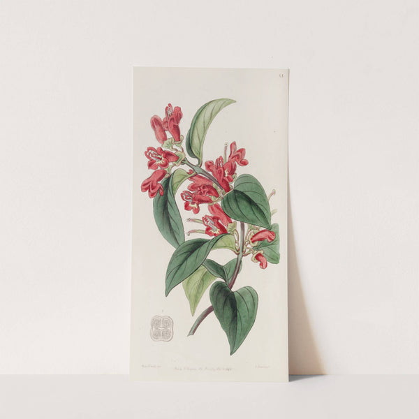 Vermilion Aeschynanth by Sydenham Edwards