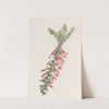Vermilion Epacris by Sydenham Edwards