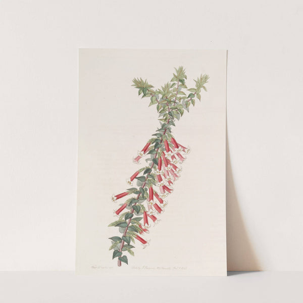 Vermilion Epacris by Sydenham Edwards