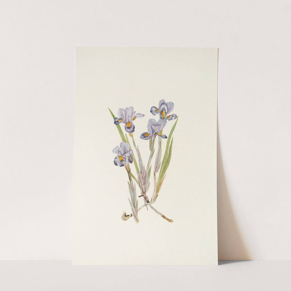 Vernal Iris. (Iris verna) (1925) by Mary Vaux Walcott