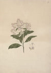 Vernonia amygdalina Del. (Bitter Leaf)