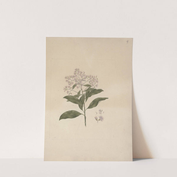 Vernonia amygdalina Del. (Bitter Leaf) by Luigi Balugani