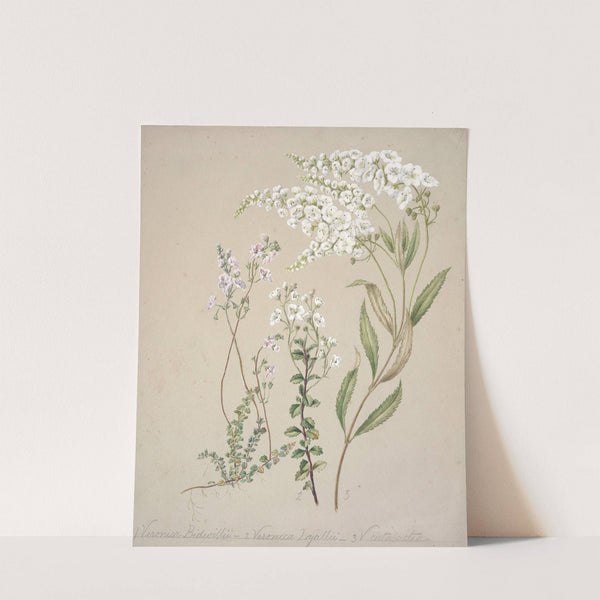 Veronica by Sarah Featon