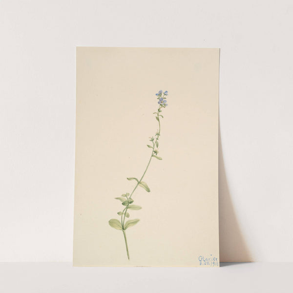 Veronica serpyllifolia (1911) by Mary Vaux Walcott