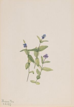 Veronica wormskjoldii (1917)