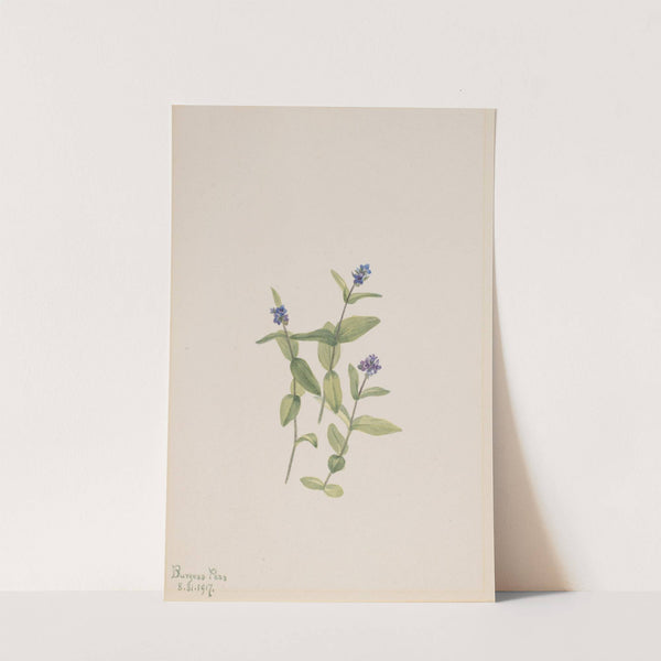 Veronica wormskjoldii (1917) by Mary Vaux Walcott