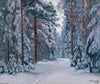 Verschneiter Waldweg