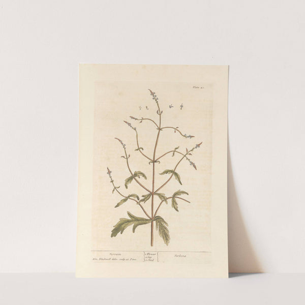 Vervain by Elizabeth Blackwell