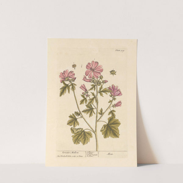 Vervain mallow by Elizabeth Blackwell