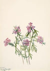 Vervain (Verbena wrightii) (1938)