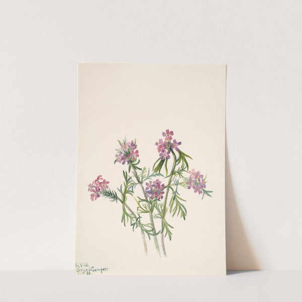 Vervain (Verbena wrightii) (1938) by Mary Vaux Walcott